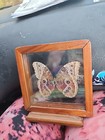 Real Butterfly Blue Morpho Peleides Costa Rica Framed
