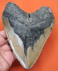 Megalodon Shark Tooth - 5 33    - Real Fossil Huge Shark Teeth - No Restorations