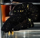 Avatar Black Gold Stardust Live Betta Fish High Quality From Thai Breeding Pair