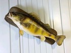 13 5  Jumbo Yellow Perch Fish Taxidermy Professionally Mounted On Driftwood Vtg