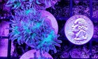 Wysiwyg 4 Head Duncan Coral Frag Live Lps Reef Tank Aquarium - Free Shipping