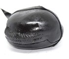 Natural Shaligram Stone   Shila Aaa Quality From Gandaki River Nepal