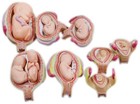 Intbuying Education Model 8pcs Removable Human Anatomical Embryonic