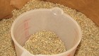 Organic Rye Berry Grain 5 Lb  No Fungicides  Pesticides For Mushroom Substrate 