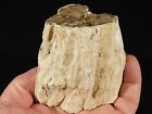 Polished Triassic Era Petrified Wood Fossil 100  Natural Madagascar 305gr