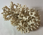 2 Piece Lot Of White Authentic Coral Branch 6  X 5  Specimen Ocean Sea Decor