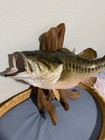 23 Inch Large Mouth Bass  super Tanker  Trophy Fish