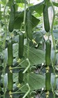 15  Chinese Fruit Cucumber Seeds Burpless Hybrid Persian Mini Cucumber Usa