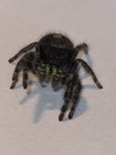 Bold Orange Star Female Phidippus Audax Jumping Spider