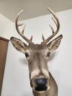 Vtg Shoulder Mount 8 Point Whitetail Deer Wisconsin Antler Buck Unusual Antler