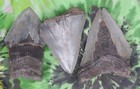 Megalodon Sharks Teeth 3 No Restorations Fossil Sharks Teeth Tooth