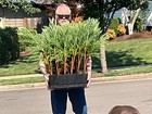 20 Inch Piltz Giant Sequoia Redwood Tree Starts