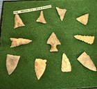 11 Tennessee Native American Indian Bird Points Arrowheads Artifacts In Case