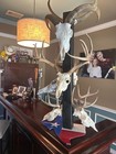 European Skull Mount Hanger With Silicone Protector     Deer Antelope Coyote Gif