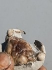 Crab Fossil Specimen Pulalius Vulgaris From Washington State 