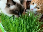 Us Seller 2oz Dog Cat Grass Seeds   800 Sweet Oat 550 Organic Wheatgrass Seeds