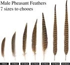 12pcs Natural Feathers Male Ringneck 8-10in  Pheasant Tail 