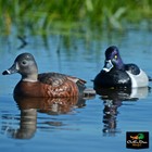 Avery Outdoors Ghg Pro-grade Foam Filled Ring-necked Duck Decoys - 1 2 Dozen