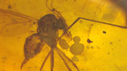 Large Female Blood Sucking Fly In Burmite Amber Fossil Fed On Dinosaur Blood 