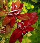 Buy 2 Get 1 Free Ludwigia Repens Red Rubin Live Aquarium Plants Aquatic Plant