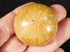 Smaller Polished 150 Million Year Old  Sand Dollar Fossil Madagascar 41 4gr