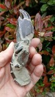 Rare Indonesian Fossil Thalassina Crayfish   20myo Miocene  Mud Lobster Java
