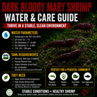 20 4 Dark Bloody Mary Shrimp Live Neocaridina Freshwater Aquarium Shrimp