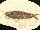 50 Million Year Old  Knightia Fish Fossil From Fossil Lake Wyoming 69 1gr
