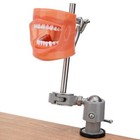 Us Dental Typodont Model 32 Removable Teeth Mounting Pole For Kilgore Nissin 200