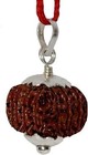Super Collector 12 Mukhi Rudraksha -31 40 Mm - Nepal - Lab Certified