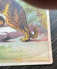 Trade Mark Leopard Tobacco Caddy Crate Label    A  Hoen   Co  Antique