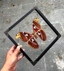 Entomology Decor Real Framed Atlas Moth Insect Taxidermy Art Collection