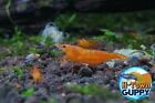 Orange Sunkist Shrimp - Freshwater Neocaridina Aquarium Shrimp  Live Guarantee