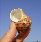 5pcs Large Hermit Crab Shells Natural Sea Conch Size  3 -4 5  Turbo Seashells