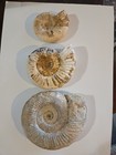 Look Lot 3 Large Natural Ammonite Fossil Specimen France morocco 