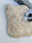Gillian s Wonderland Pier Haunted House Skull In Sand Prop Amusement Park