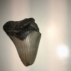2 6    Megalodon Shark Teeth Natural Fossil Tooth Prehistoric Kids Gift