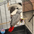 Colorday 9  Bird Mirror With Rope Perch  Bird Swing  Parrot Cage Toys For Par
