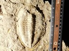 Two Big  Eudolatites Sp  Trilobite Fossils In Huge Split Matrix With Starfish