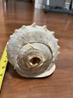 Huge Large Queen King Helmet Conch Shell Horn  Sounds Loud And Beautiful  Shankh