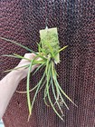 Maxillaria Sessilis Uncommon Compact Orchid Species Bloom Size 