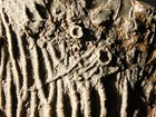430 Million Year Old  Crinoid Fossil Or Sea Lily Fossil Morocco 505gr