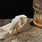 Real Animal Skulls - Unique Collectible Gifts Of Taxidermy For    