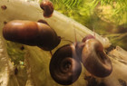 15  Live Ramshorn Snails -  mixed Sizes  Aquarium Cleaners algae Eaters