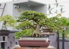Live Tree Ehretia Microphylla   Carmona Retusa Bonsai Tree  009 