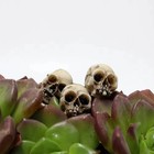 20pcs Mini Skulls Decor Skeleton Head Crafts Mini Skulls Set Garden Decor