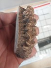 1 Brown  1 Elk Antler Crowns Rosettes Burr  Native Crafts 3 To 3 5 Inch