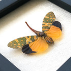 Gothic Frame Real Lanternfly Taxidermy Insect Art Decor Gift For Sister