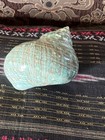 Polished Green Jade Turbo Seashell Turbo Burgessi  1 Shell Approx  3 5  Inches 