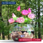 Mixed Bowl Lotus Seeds For Planting - 160 Water Lily Flower Plant Seed Non-gmo H